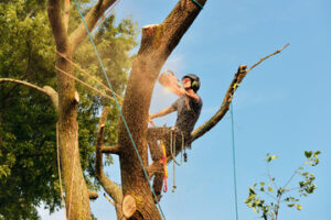 Tree Removal